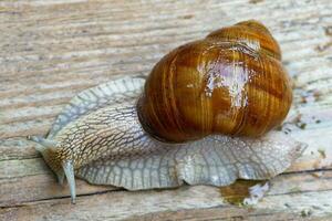 bellissimo uva lumaca avvicinamento su un' di legno sfondo. foto