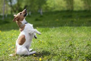 Jack russell cane sta su suo posteriore gambe su il verde erba. bellissimo cane nel natura. foto