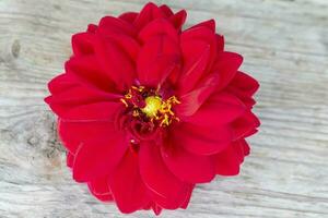 un' bellissimo rosso pianta. grande zinnia fiore su un' di legno sfondo. foto