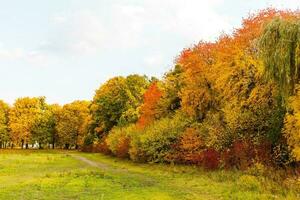 collezione di bellissimo colorato autunno foglie, verde, giallo, arancia, rosso foto