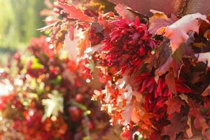 autunno mazzo di giallo e arancia fiori, rosso frutti di bosco e acero le foglie dire bugie su il erba foto