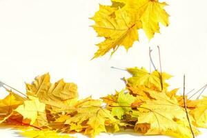 autunno colorato caduta acero le foglie isolato su bianca sfondo foto
