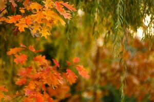 collezione di bellissimo colorato autunno le foglie. verde, giallo, arancia, rosso foto