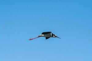 meridionale trampolo, himantopus melanurus nel volo, la pampa Provincia, patagonia, argentina foto