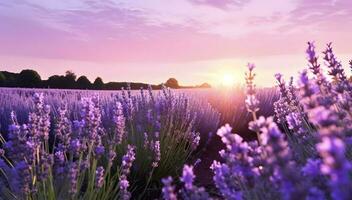 francese lavanda fiori campo a tramonto. ai generato foto