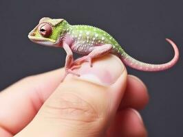 bambino camaleonte riposo su umano dito. lucertola miniatura. ai generato foto