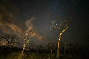 ardente alberi fotografato a notte con un' stellato cielo, la pampa Provincia, patagonia , argentina. foto