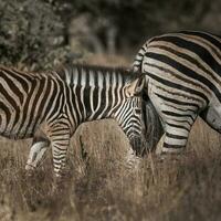 Comune zebra, madre e bambino , kruger nazionale parco, Sud, Africa foto