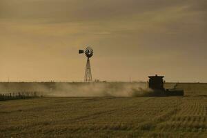 mietitore macchina, raccolta nel il argentino campagna, buenos arie Provincia, argentina. foto