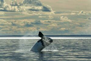 meridionale giusto balena respirazione su il superficie, penisola valdes patagonia , argentina foto