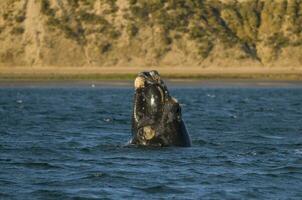 meridionale giusto balena respirazione su il superficie, penisola valdes patagonia , argentina foto