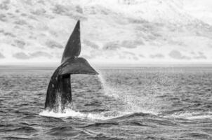 meridionale giusto balena coda , penisola valdes patagonia , argentina foto