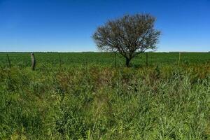 pampa albero paesaggio, la pampa Provincia, patagonia, argentina. foto