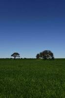 pampa albero paesaggio, la pampa Provincia, patagonia, argentina. foto