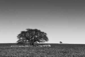 pampa albero paesaggio, la pampa Provincia, patagonia, argentina. foto