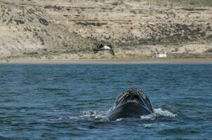 balena coda su di acqua, penisola Valdes, Patagonia, Argentina. foto