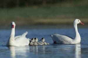 coscoroba cigno con cigni nuoto nel un' laguna , la pampa Provincia, patagonia, argentina. foto