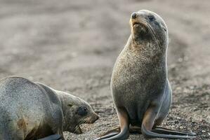 antartico pelliccia sealarctophoca gazzella, un spiaggia, antartico penisola. foto