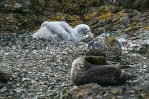 antartico gigante procellaria, hannah Punto, Livingston isola, Sud shetland , artrtica foto