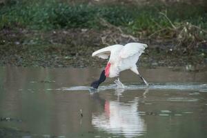 jabiru pesca, pantanale, brasile foto