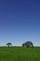 calden albero paesaggio, la pampa, argentina foto