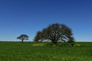 calden albero paesaggio, la pampa, argentina foto