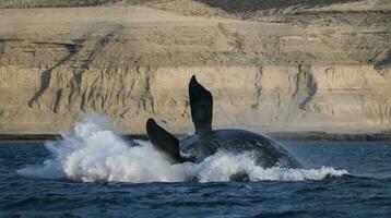 balena saltare , patagonia foto