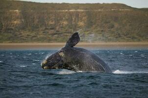 balena saltare , patagonia foto