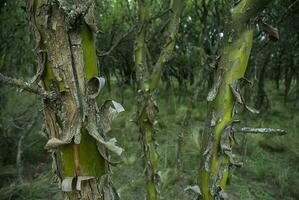 chaar albero nel calden foresta, fiorito nel primavera, la Pampa, Argentina foto