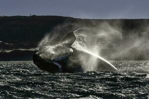 sohutern giusto balena saltare, in via di estinzione specie, Patagonia, Argentina foto