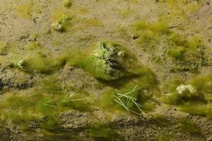 verde alghe nel acquatico ambiente , patagonia, argentina. foto