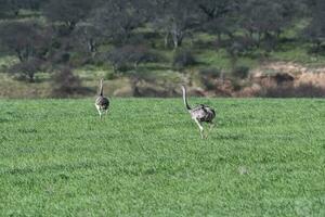 maggiore rea, rhea americana, nel pampa coutryside ambiente, la pampa Provincia, , Brasile. foto