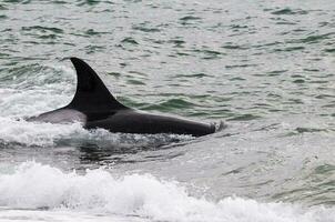 uccisore balena su il superficie, penisola Valdes, patagonia, argentina. foto