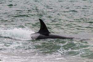 uccisore balena su il superficie, penisola Valdes, patagonia, argentina. foto