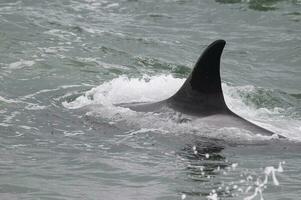 uccisore balena su il superficie, penisola Valdes, patagonia, argentina. foto