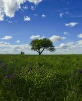 primavera stagione paesaggio, la pampa foto