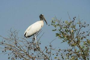 jabir nel zone umide ambiente, jabiru mycteria ,pantanale, mamato grosso brasile. foto