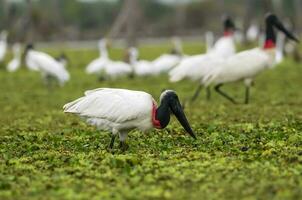 jabiru cicogna, nel zone umide ambiente, la estrella palude, formosa Provincia, argentina. foto