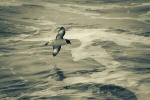 capo procellaria, antartico uccello, artrtica foto