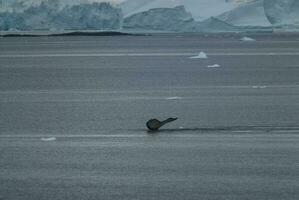 antartico paesaggio , vicino porta lacroix, antartico. foto