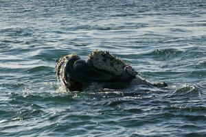 sohutern giusto balena respirazione nel il superficie, penisola Valdes, unesco mondo eredità luogo, Patagonia, Argentina foto