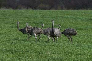 maggiore rea, rhea americana, nel pampa coutryside ambiente, la pampa Provincia, , Brasile. foto