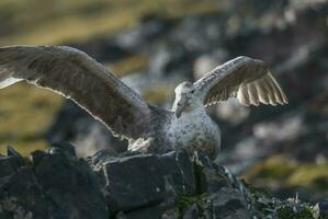 antartico gigante procellaria, hannah Punto, Livingston isola, Sud shetland , artrtica foto