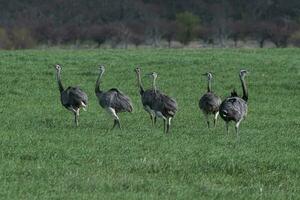 maggiore rea, rhea americana, nel pampa coutryside ambiente, la pampa Provincia, , Brasile. foto