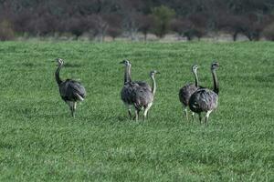 maggiore rea, rhea americana, nel pampa coutryside ambiente, la pampa Provincia, , Brasile. foto