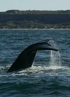 sohutern giusto balena coda,penisola Valdes, chubut, Patagonia, Argentina foto