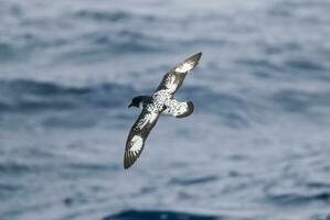 capo procellaria, antartico uccello, artrtica foto