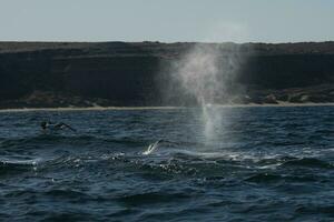 sohutern giusto balene nel il superficie, penisola Valdes, Patagonia, Argentina foto