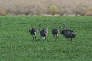 maggiore rea, rhea americana, nel pampa coutryside ambiente, la pampa Provincia, , Brasile. foto