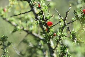 piquilln, frutta nel il caldo foresta, pampa, Patagonia, Argentina foto